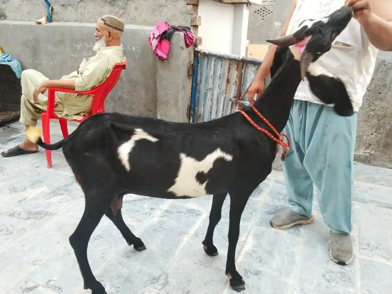 goats urger for sale what's up num03131498841 — photo 8