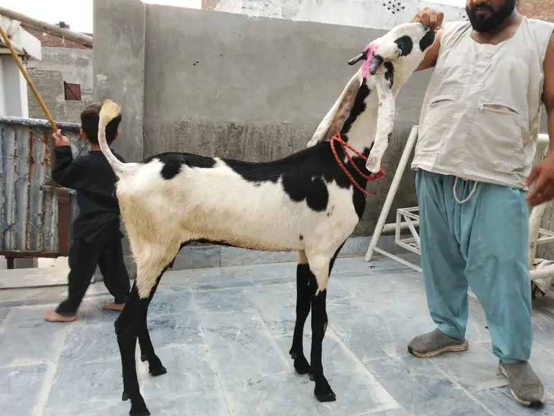 goats urger for sale what's up num03131498841 — photo 9