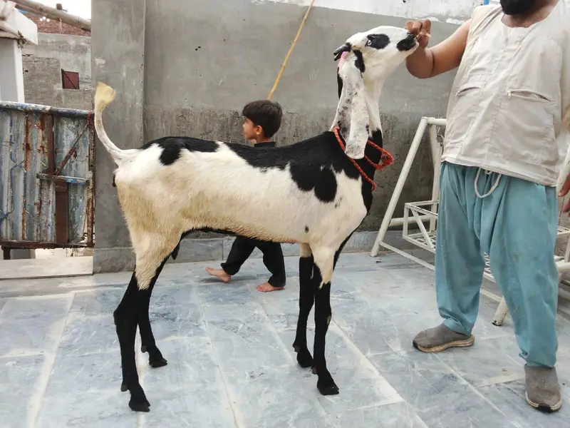 goats urger for sale what's up num03131498841 — photo 10