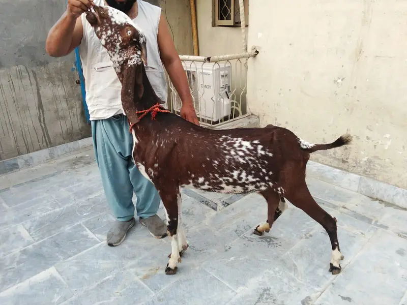 goats urger for sale what's up num03131498841 — photo 11