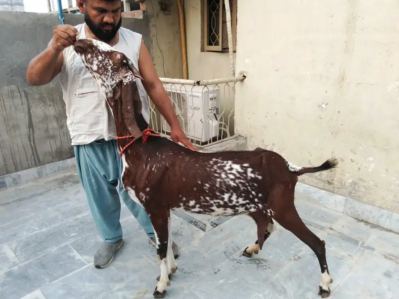 goats urger for sale what's up num03131498841 — photo 12