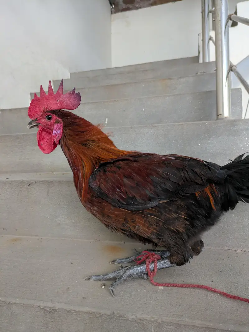Desi Murga for Sale – Healthy & Active — photo 2