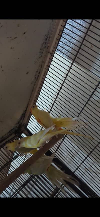 breeder pairs for sale