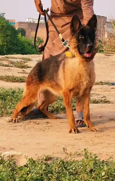 German Shepherd female for sale