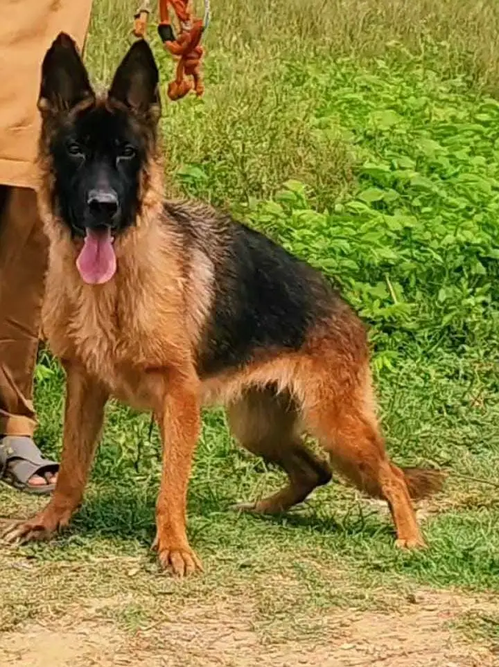 German Shepherd female for sale — photo 2