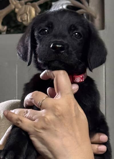 Pure labrador puppy