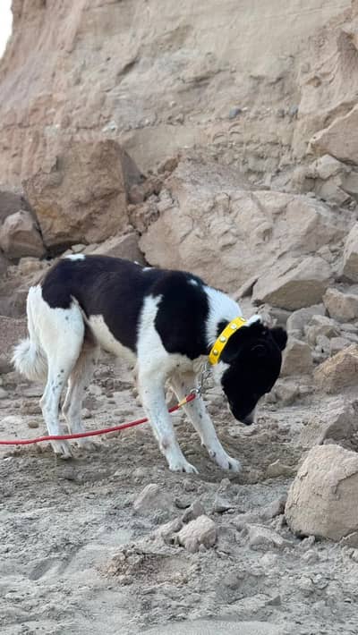 Dog Male