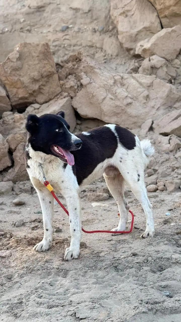 Dog Male — photo 2