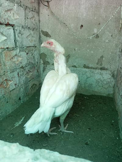 Aseel Hen Heera Aseel urgent sale ( 03204661930 )