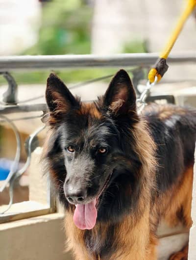 Tow German Shepherd Female For Sale | Black & Tan + Solid Black