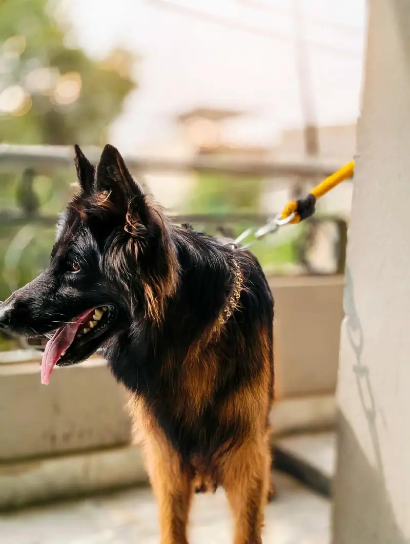 Tow German Shepherd Female For Sale | Black & Tan + Solid Black — photo 2