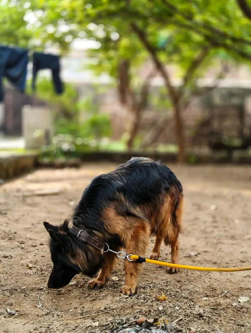 Tow German Shepherd Female For Sale | Black & Tan + Solid Black — photo 3