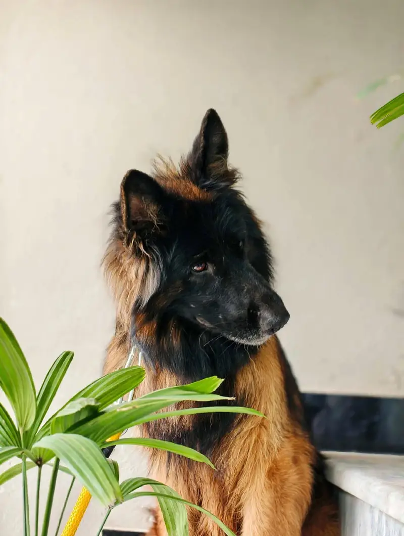 Tow German Shepherd Female For Sale | Black & Tan + Solid Black — photo 4