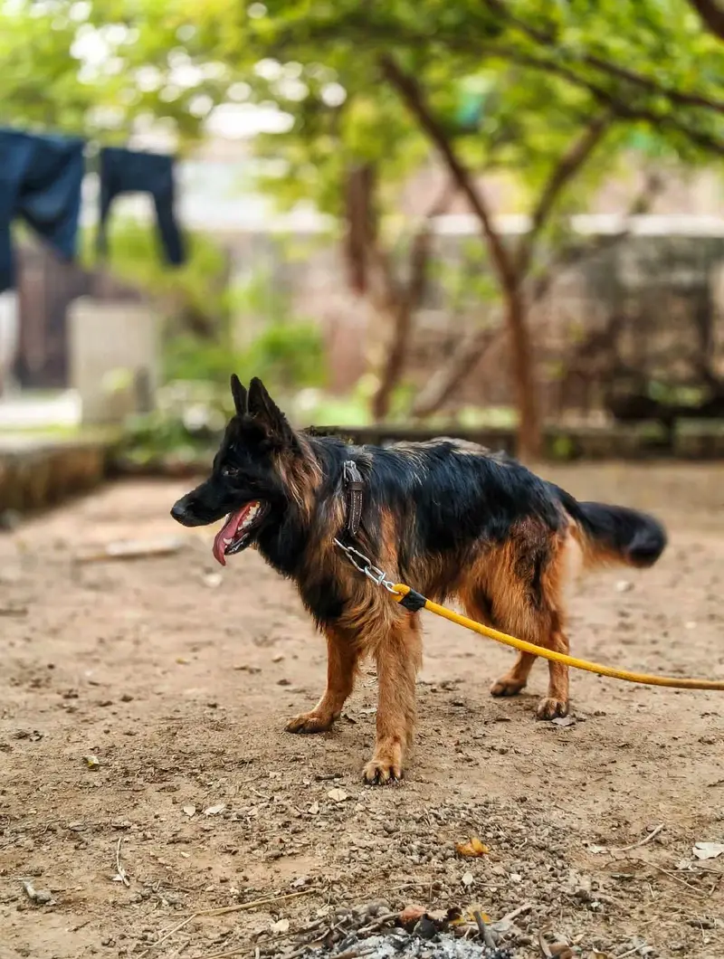 Tow German Shepherd Female For Sale | Black & Tan + Solid Black — photo 5
