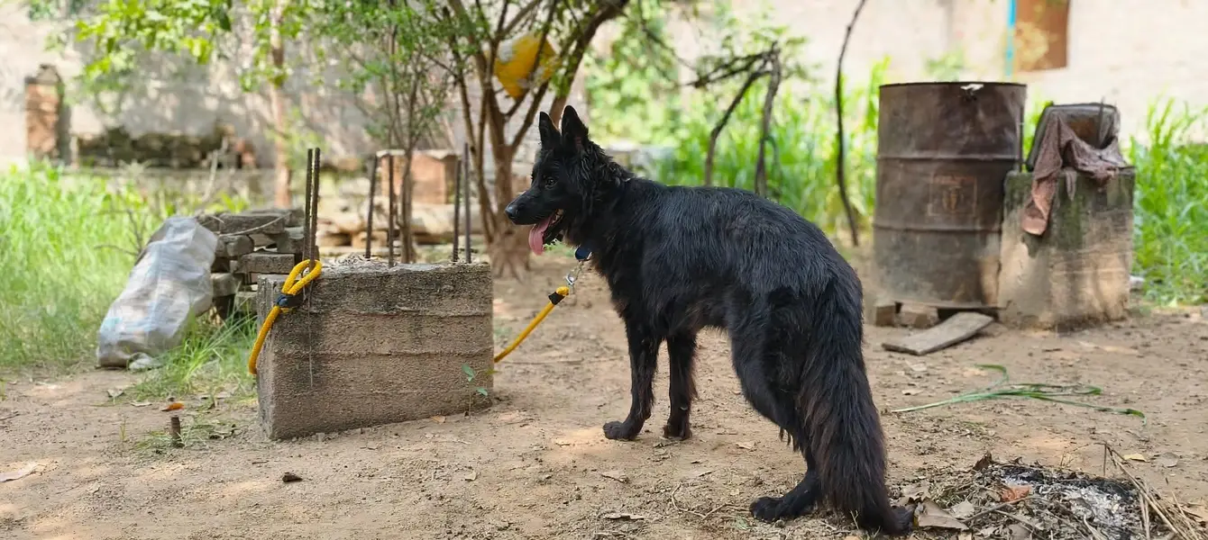 Tow German Shepherd Female For Sale | Black & Tan + Solid Black — photo 6