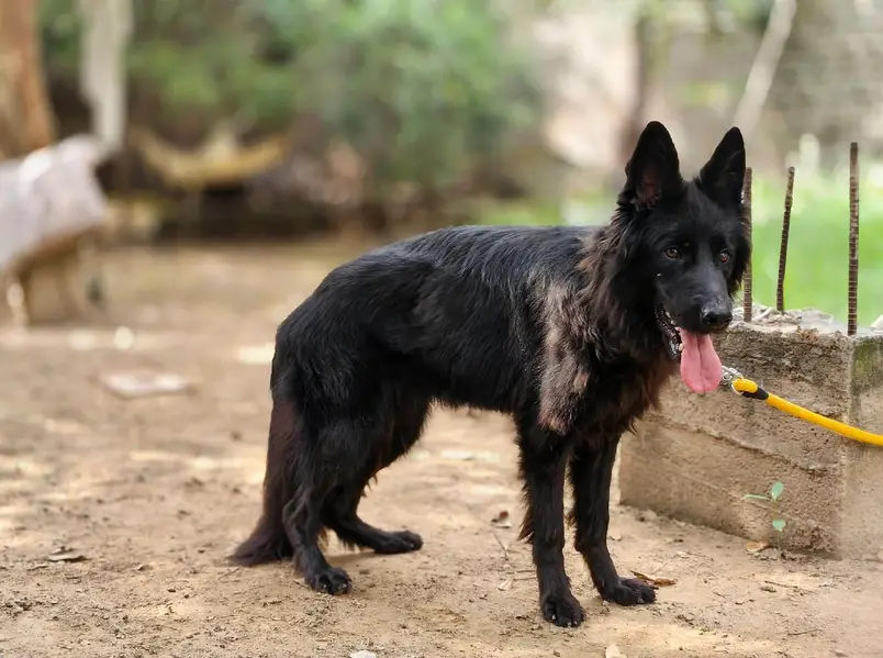 Tow German Shepherd Female For Sale | Black & Tan + Solid Black — photo 7