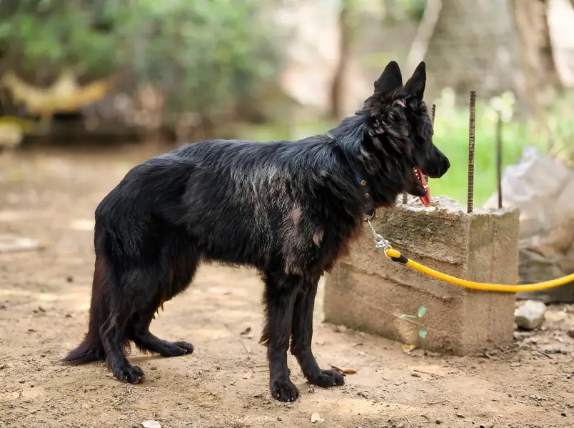 Tow German Shepherd Female For Sale | Black & Tan + Solid Black — photo 8