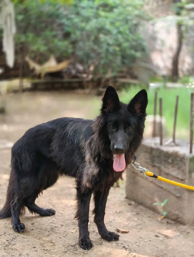 Tow German Shepherd Female For Sale | Black & Tan + Solid Black — photo 9