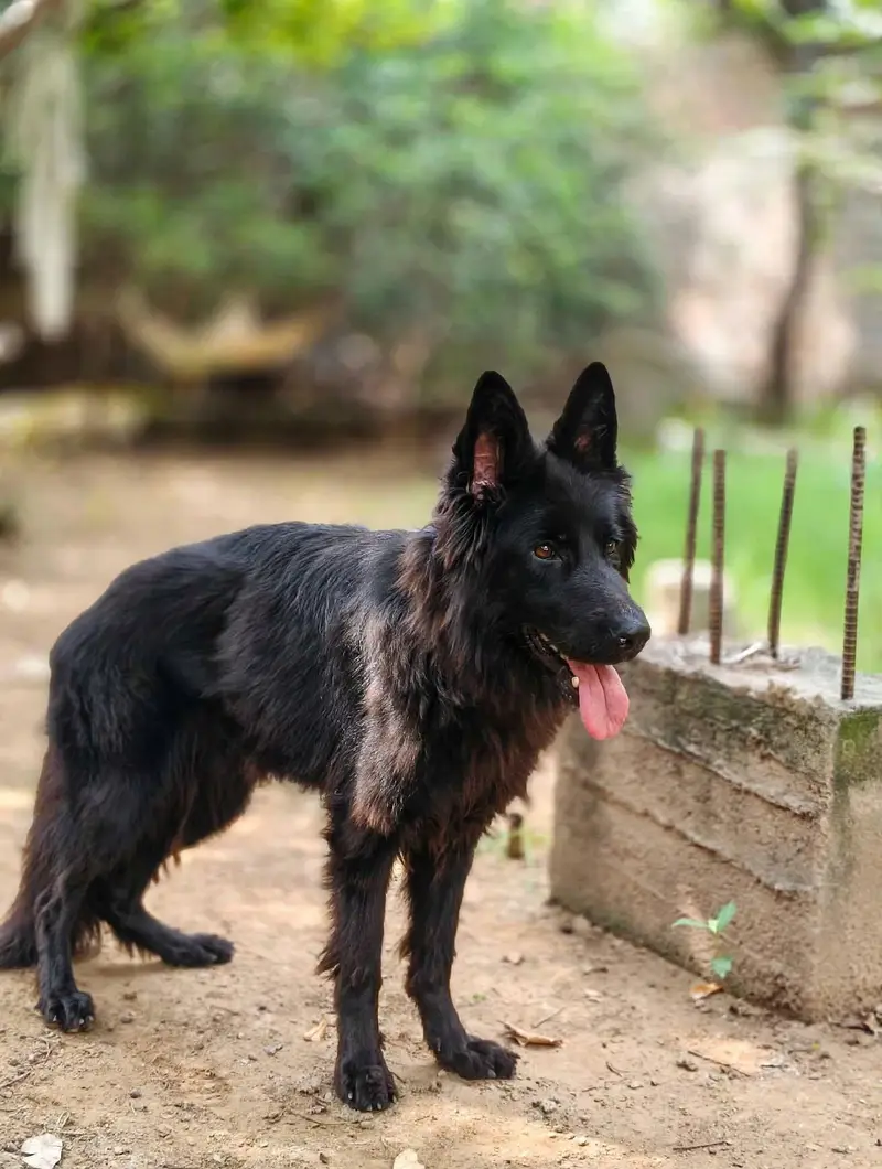 Tow German Shepherd Female For Sale | Black & Tan + Solid Black — photo 10