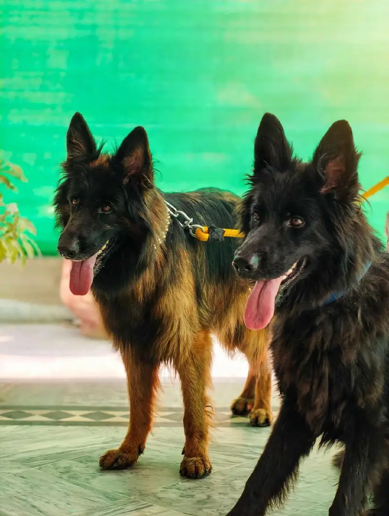 Tow German Shepherd Female For Sale | Black & Tan + Solid Black — photo 11