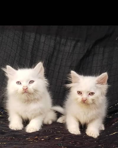 parsian   kitten for sale