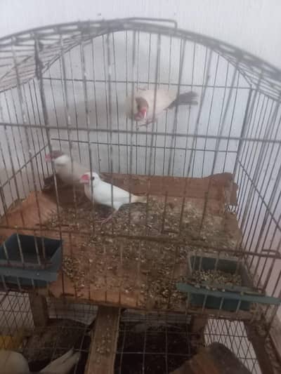 setup for sale
