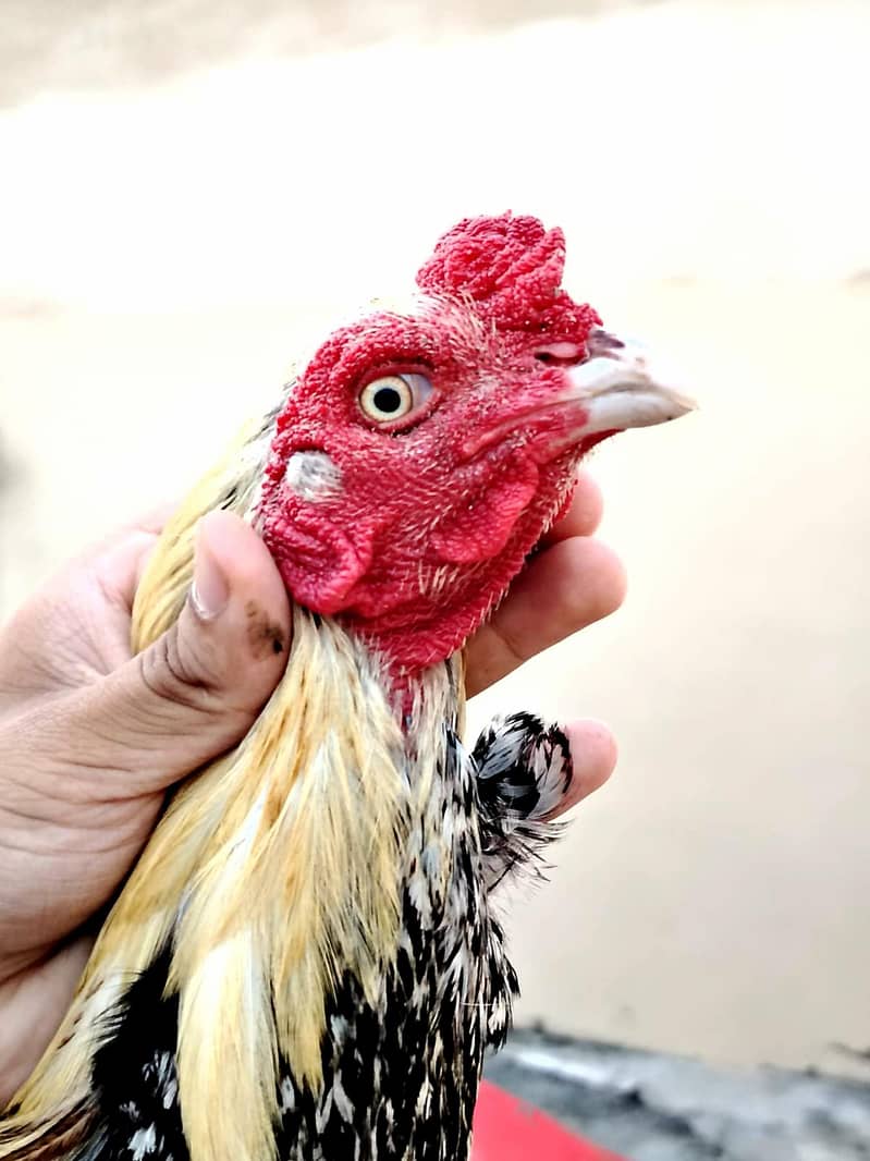 high quality breeder 1