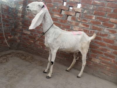 dasi bakri for sale 03084493683
