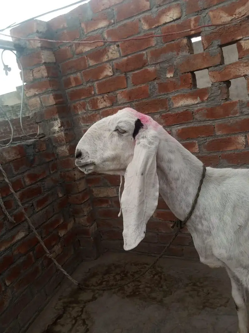 dasi bakri for sale 03084493683 — photo 2