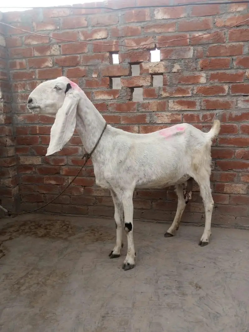 dasi bakri for sale 03084493683 — photo 3