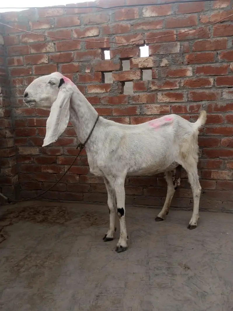 dasi bakri for sale 03084493683 — photo 4
