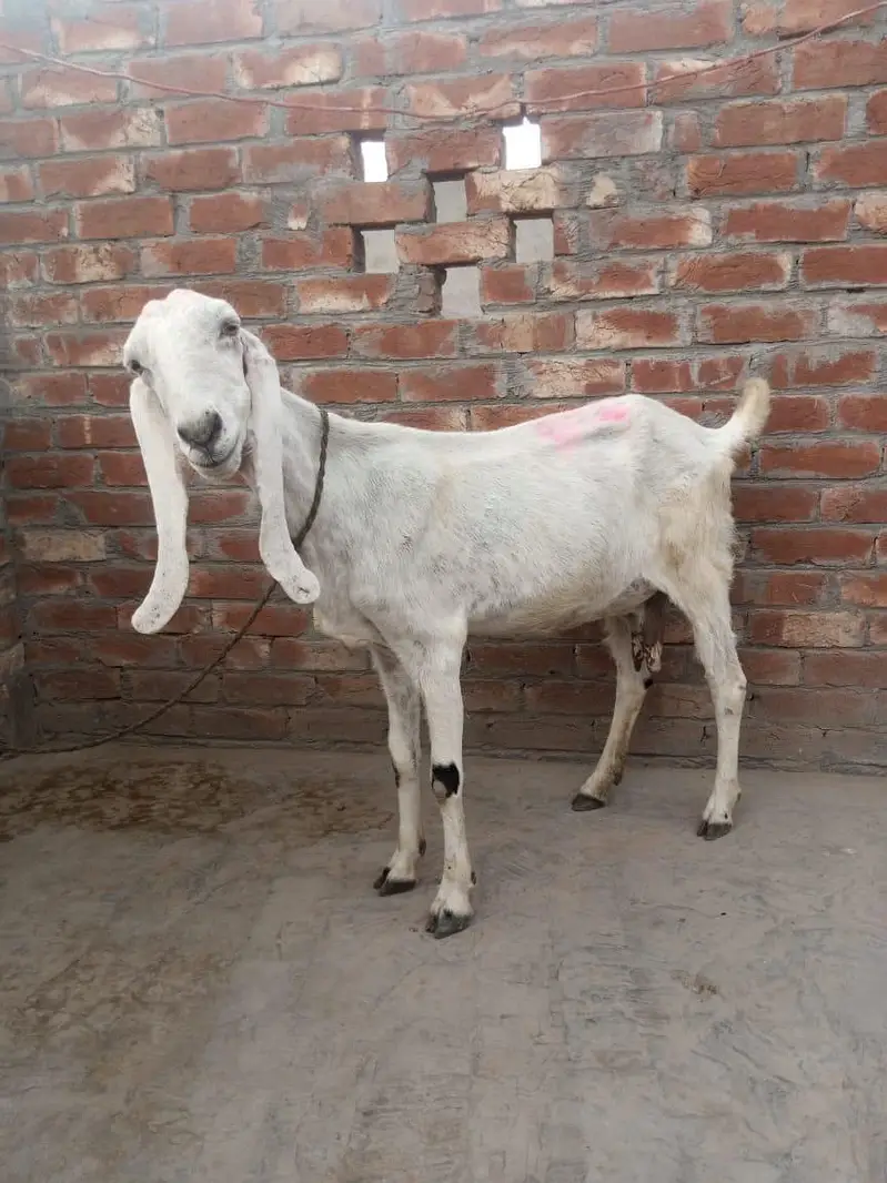 dasi bakri for sale 03084493683 — photo 5