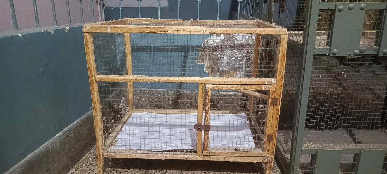 cages — photo 4