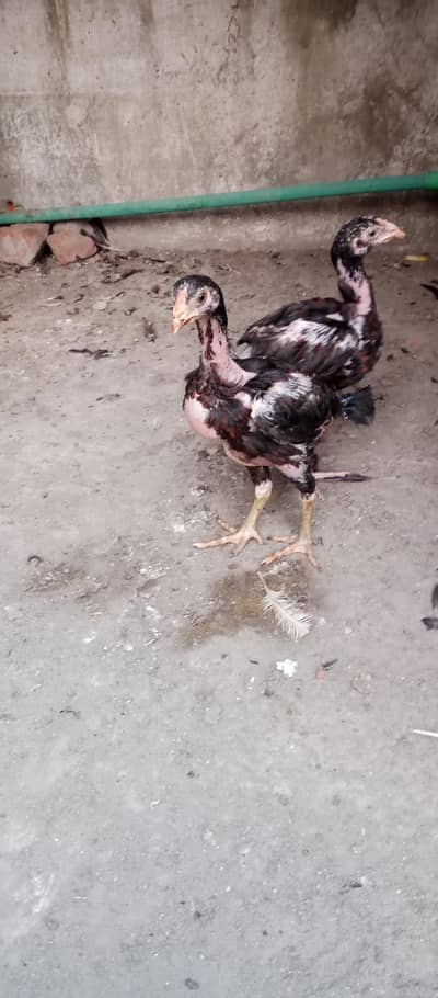 Thai chick's toop qowalti for sale