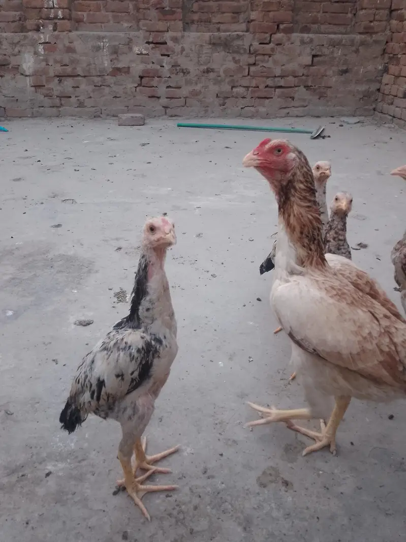 mashallah bohat achi gher ki breed h — photo 2