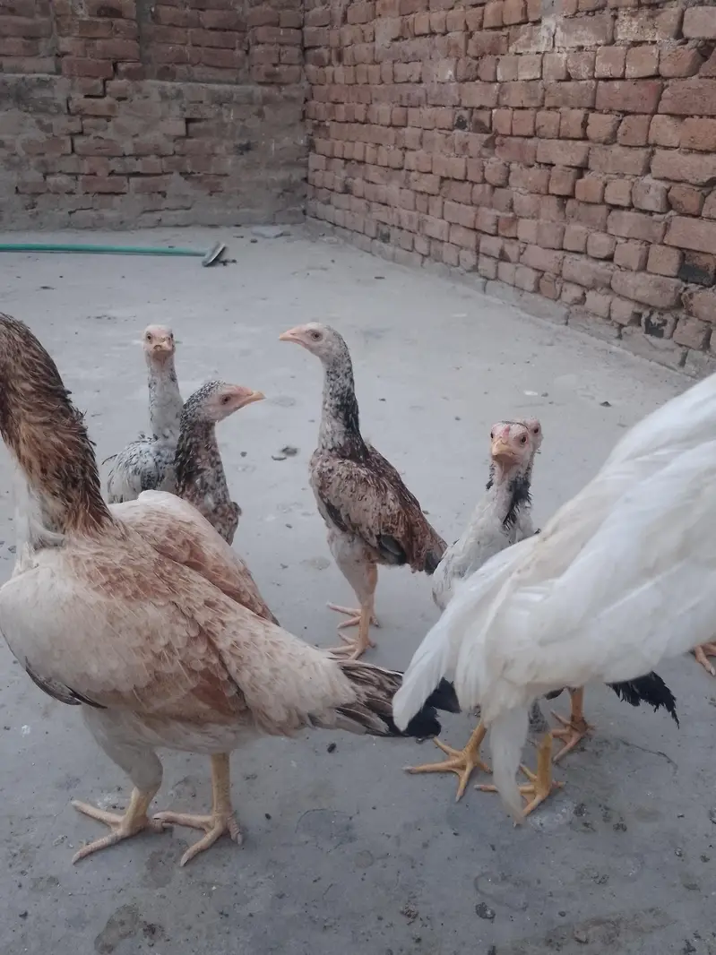 mashallah bohat achi gher ki breed h — photo 3