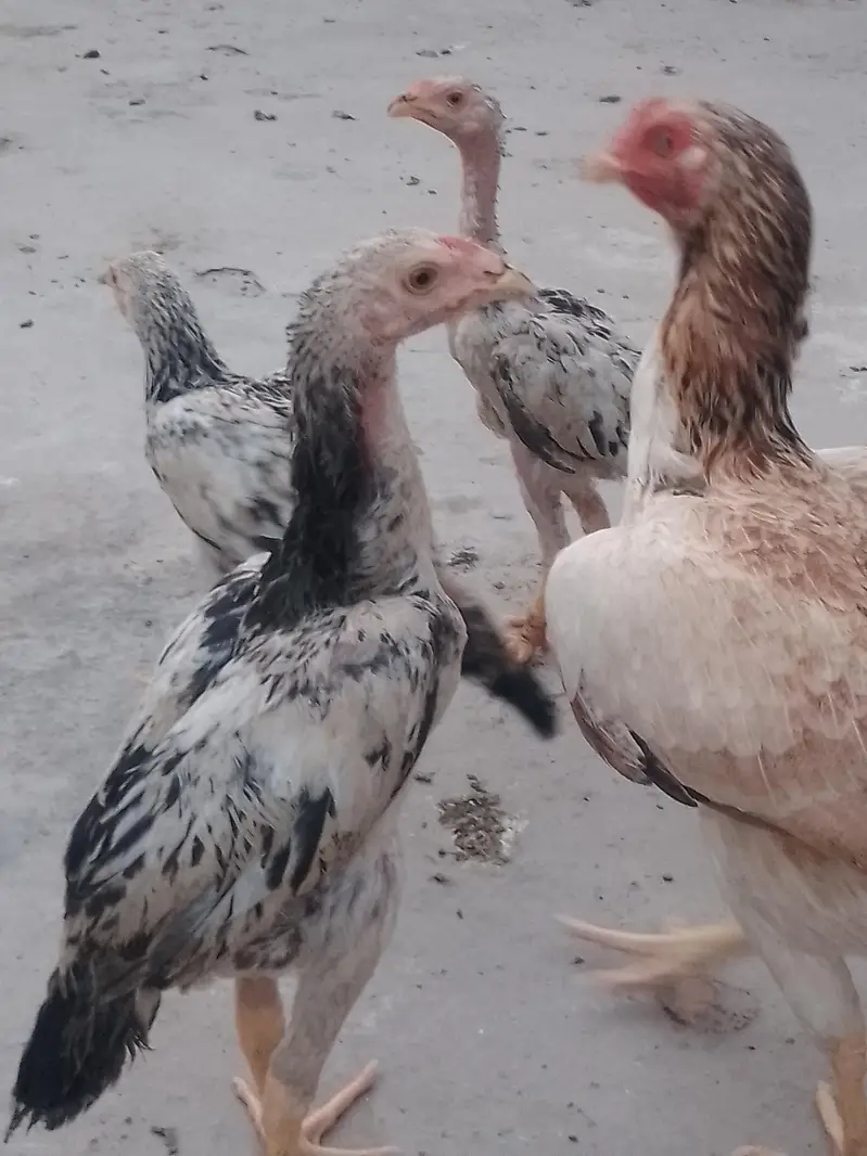 mashallah bohat achi gher ki breed h — photo 4