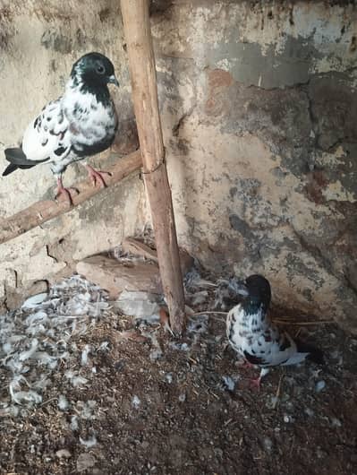 pishori kabooter aur pabai gulli pair 4000 each pair.