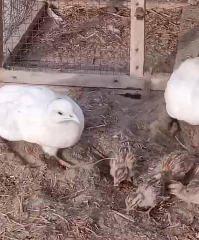 WHITE TEETER CHICKS AVAILABLE Ha 8 hazar ka jora ha