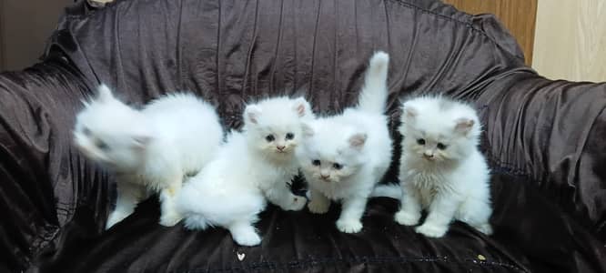 triple coated kittens