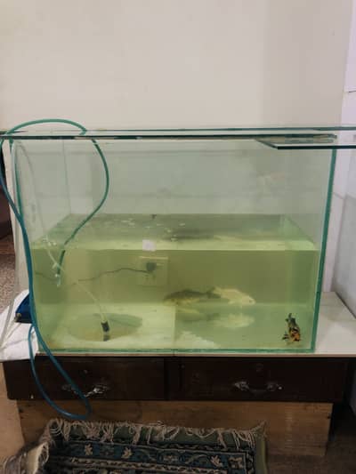 Brand new aquarium and koi fish for sale