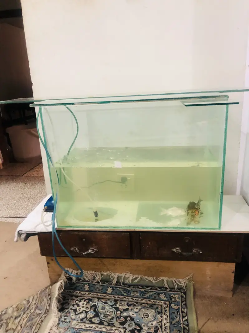 Brand new aquarium and koi fish for sale — photo 5