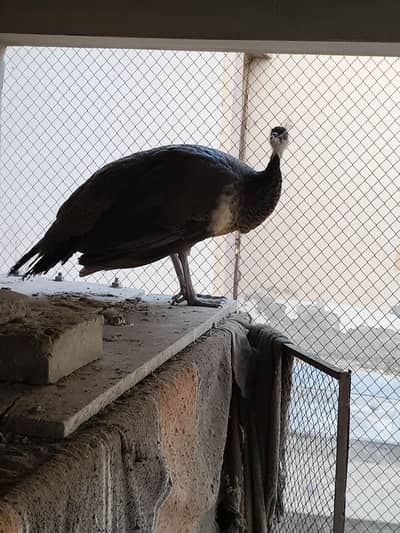 FEMALE Peacock 