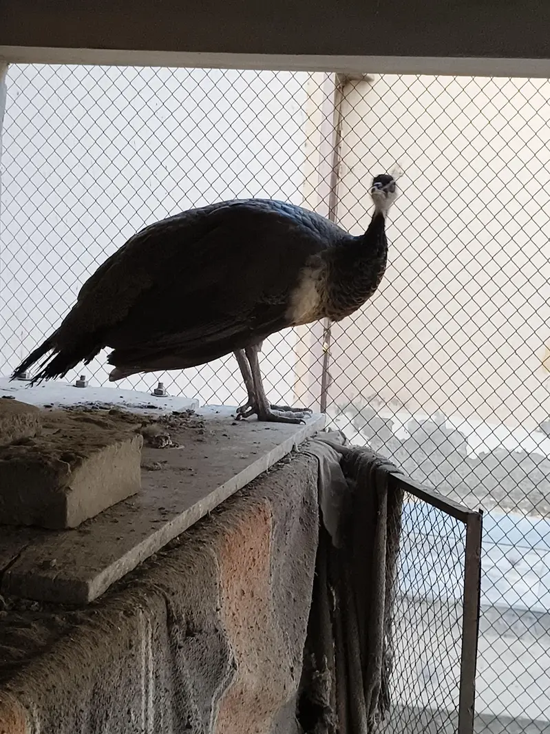 FEMALE Peacock 