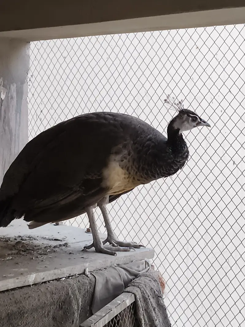 FEMALE Peacock  — photo 2