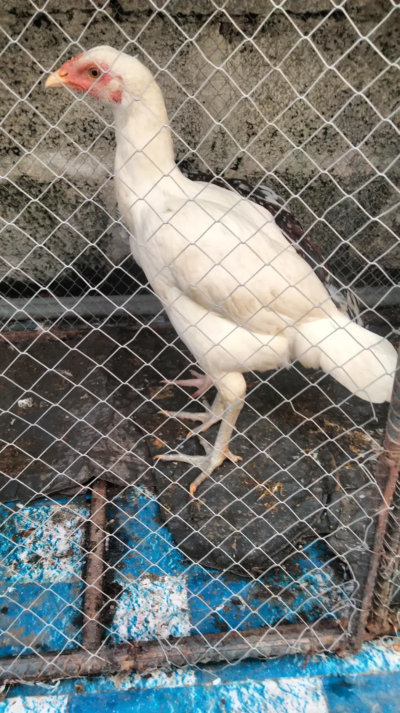 ASEEL HEERY FOR SALE — photo 2