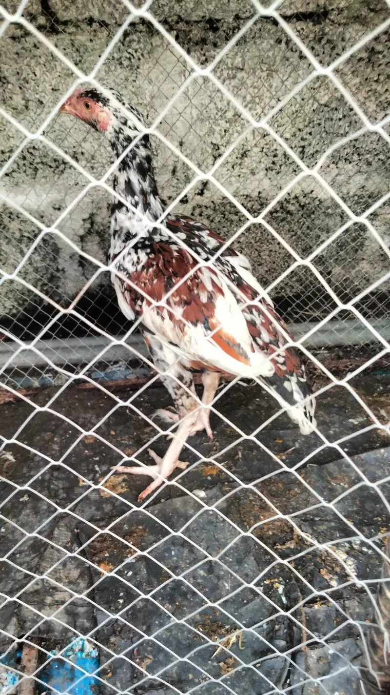 ASEEL HEERY FOR SALE — photo 3