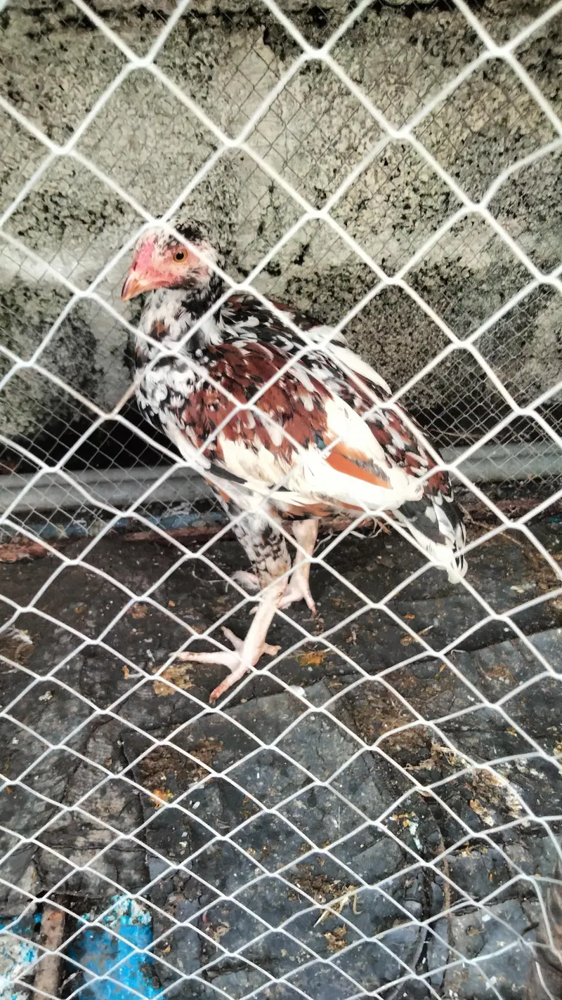 ASEEL HEERY FOR SALE — photo 4