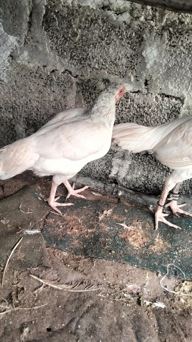ASEEL HEERY FOR SALE — photo 7