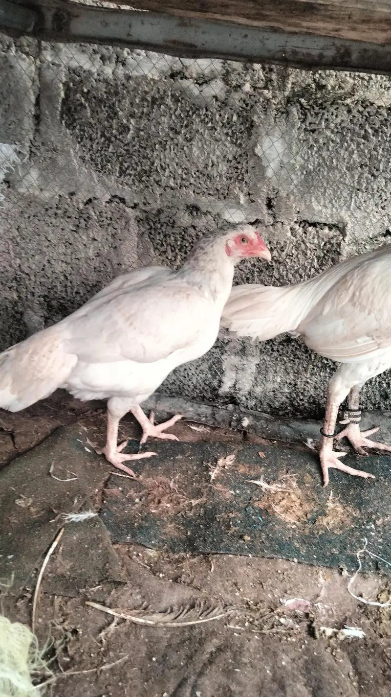 ASEEL HEERY FOR SALE — photo 9